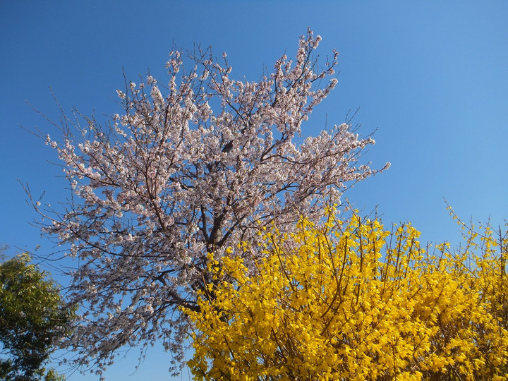 新潟市中之口農業体験公園 : 公園 桜 満開です！