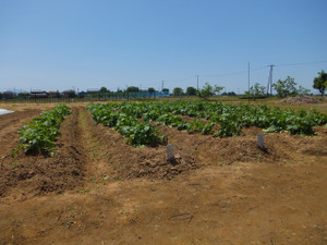 Dscf6064