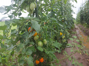Dscf6227